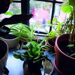 Ancestors (USA-2) : Ancestors II